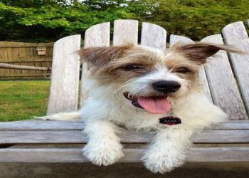 chihuahua jack russell puppies for sale