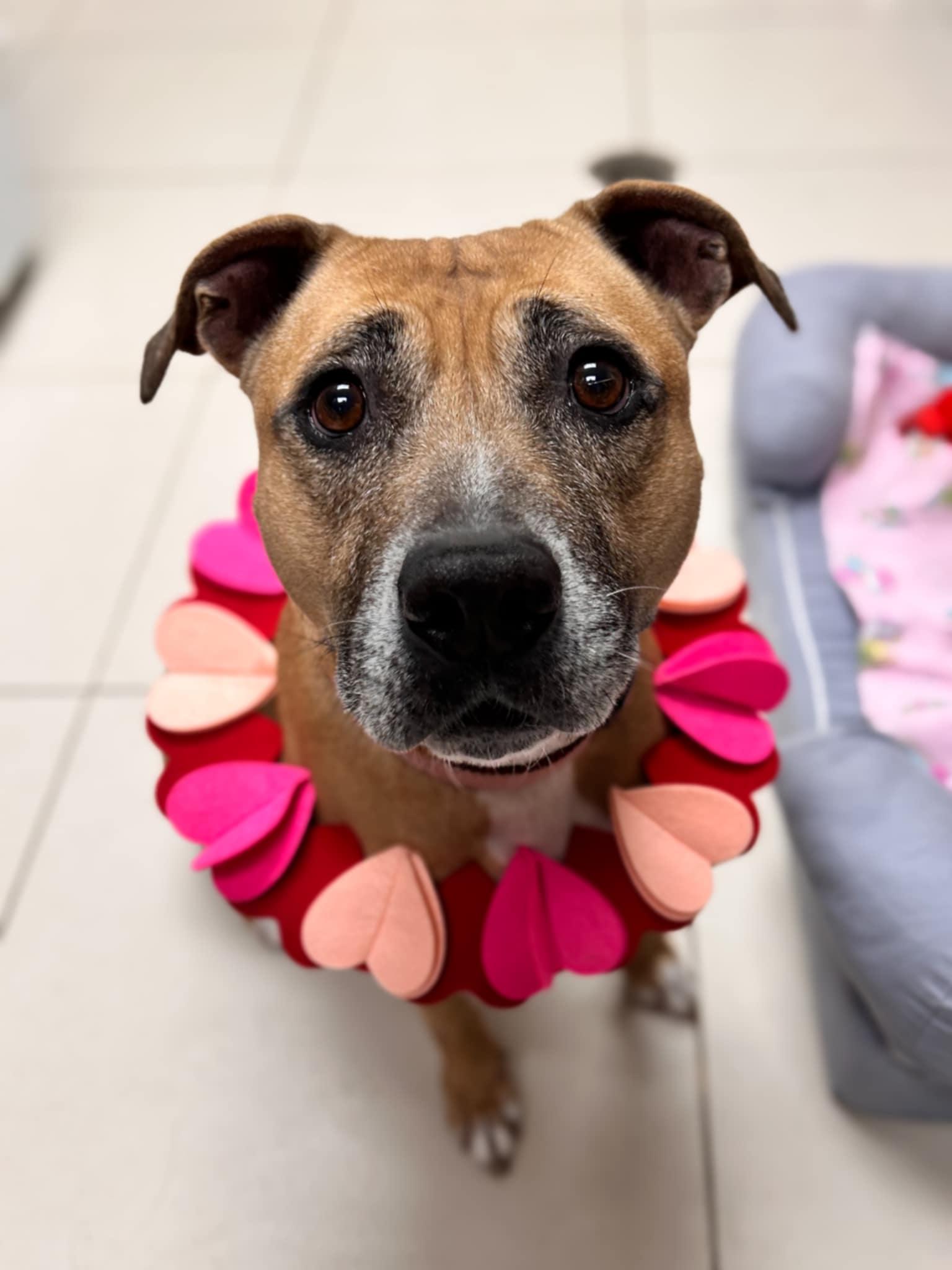 petfinder wesley chapel