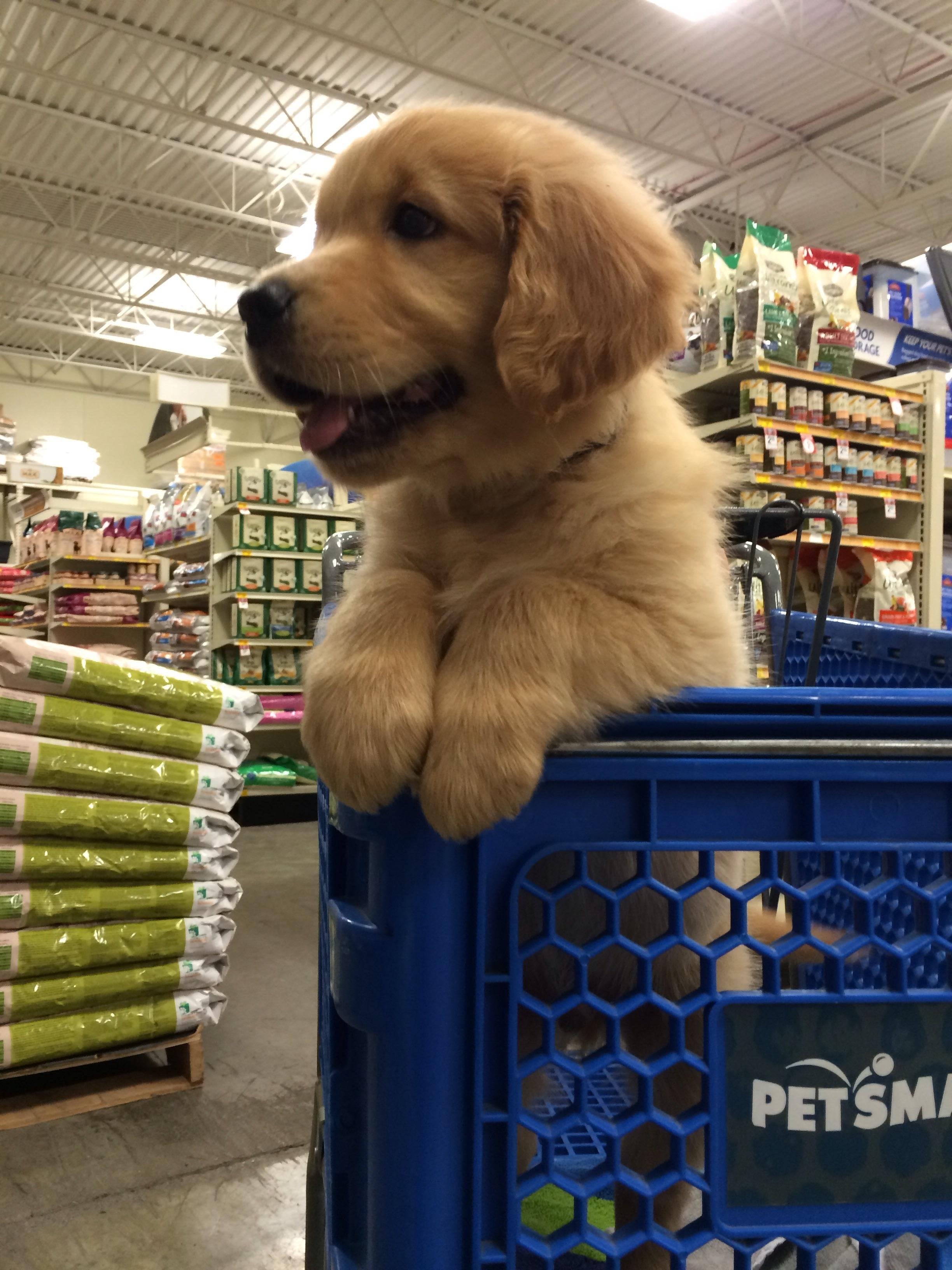 petsmart buy dog