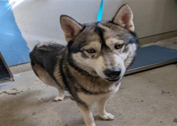 siberian husky breeders california