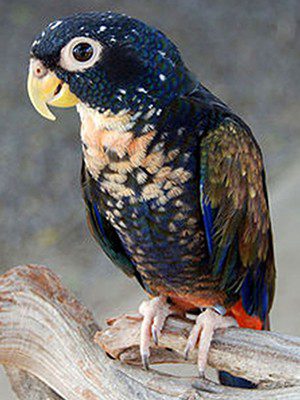 pionus parrots for sale
