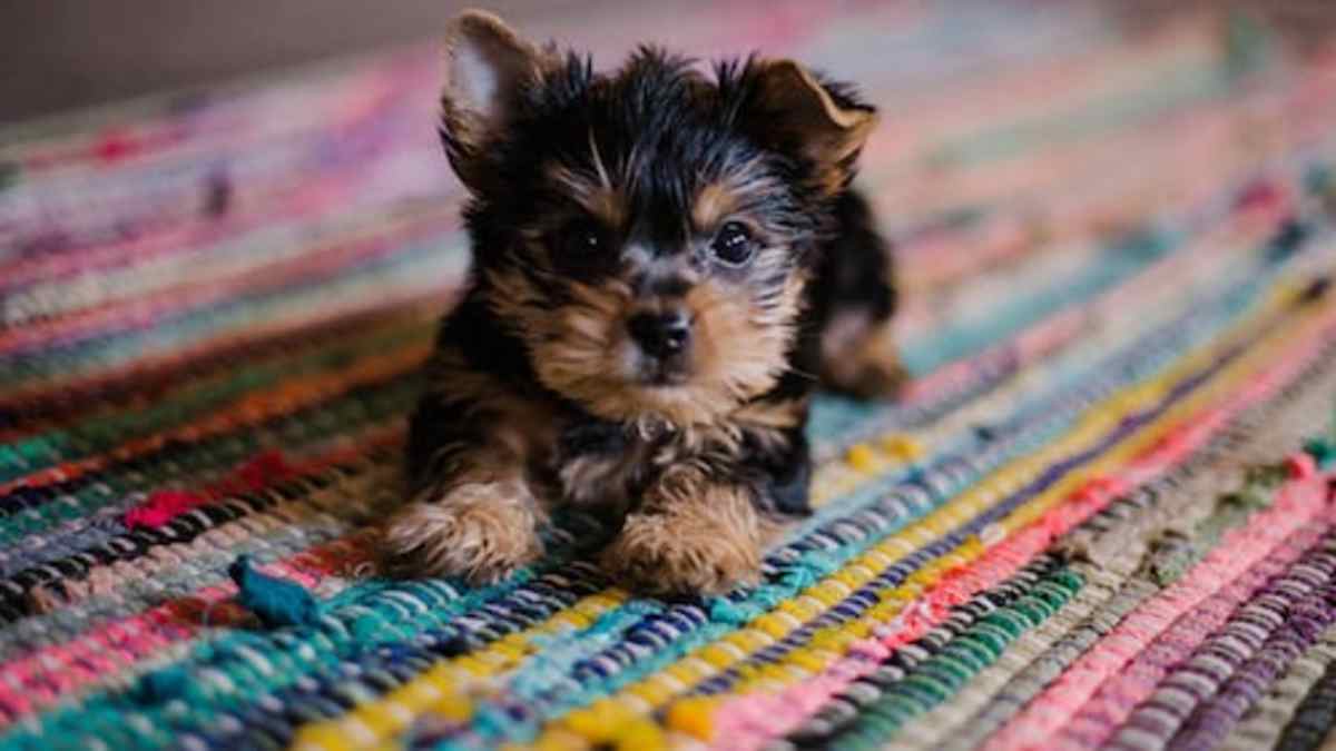 selling dogs near me