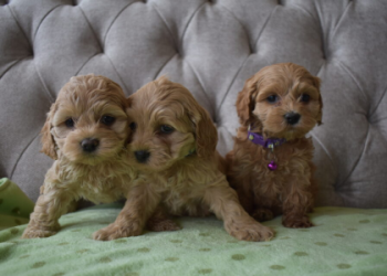 cockapoo puppies california