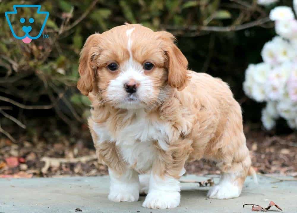 golden retriever mix shih tzu