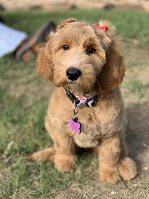 australian labradoodle texas
