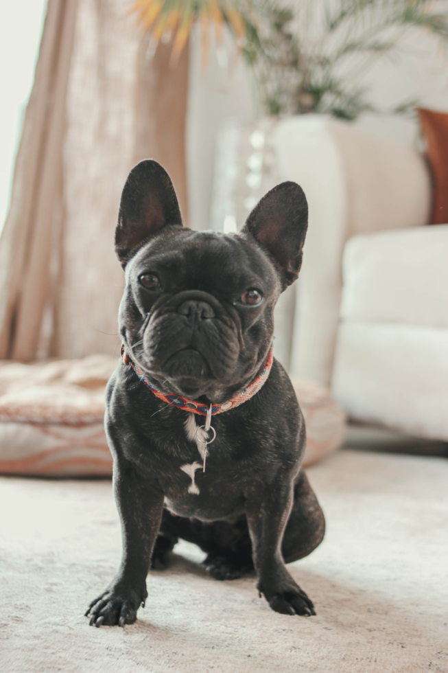 french bulldogs for sale in illinois