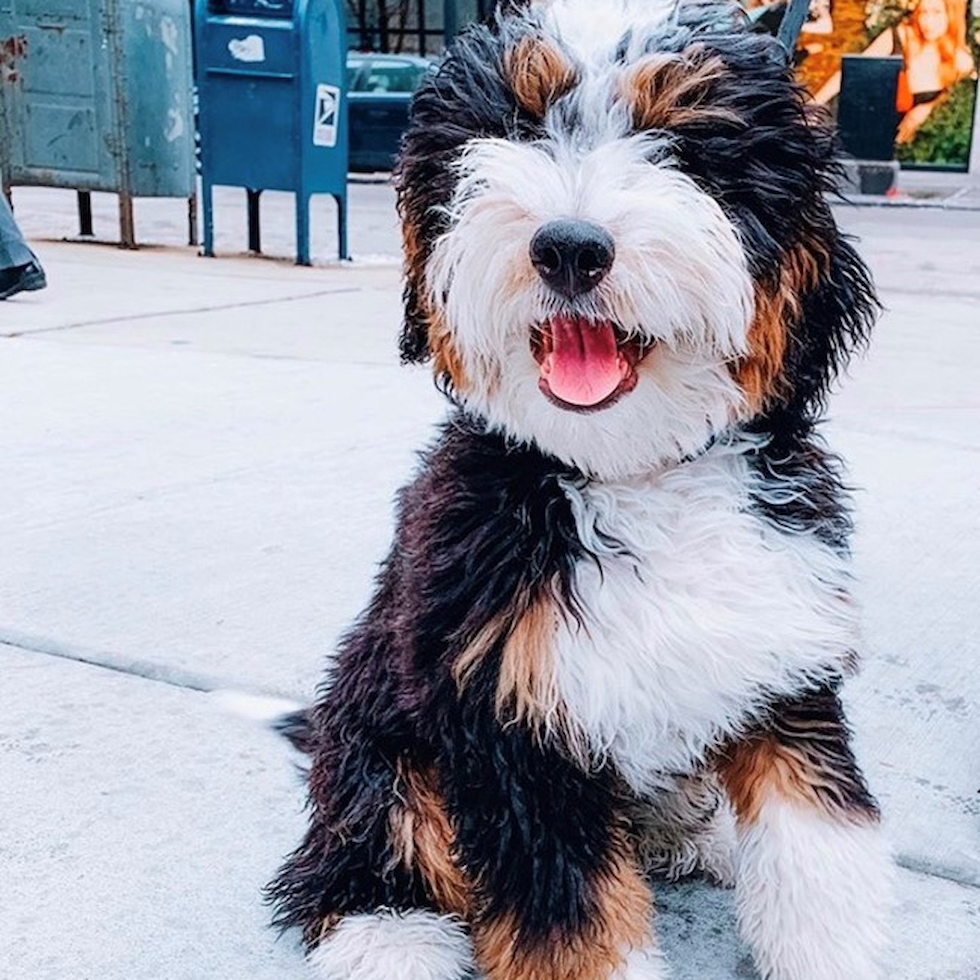 bernedoodle puppies for adoption near me