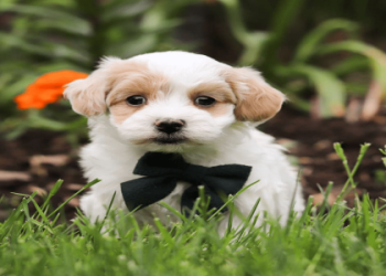 maltipoo puppy for adoption