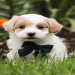 maltipoo puppy for adoption