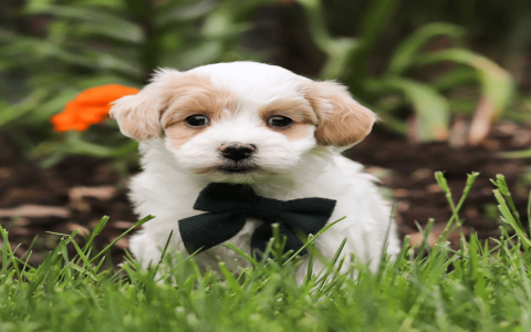 maltipoo puppy for adoption