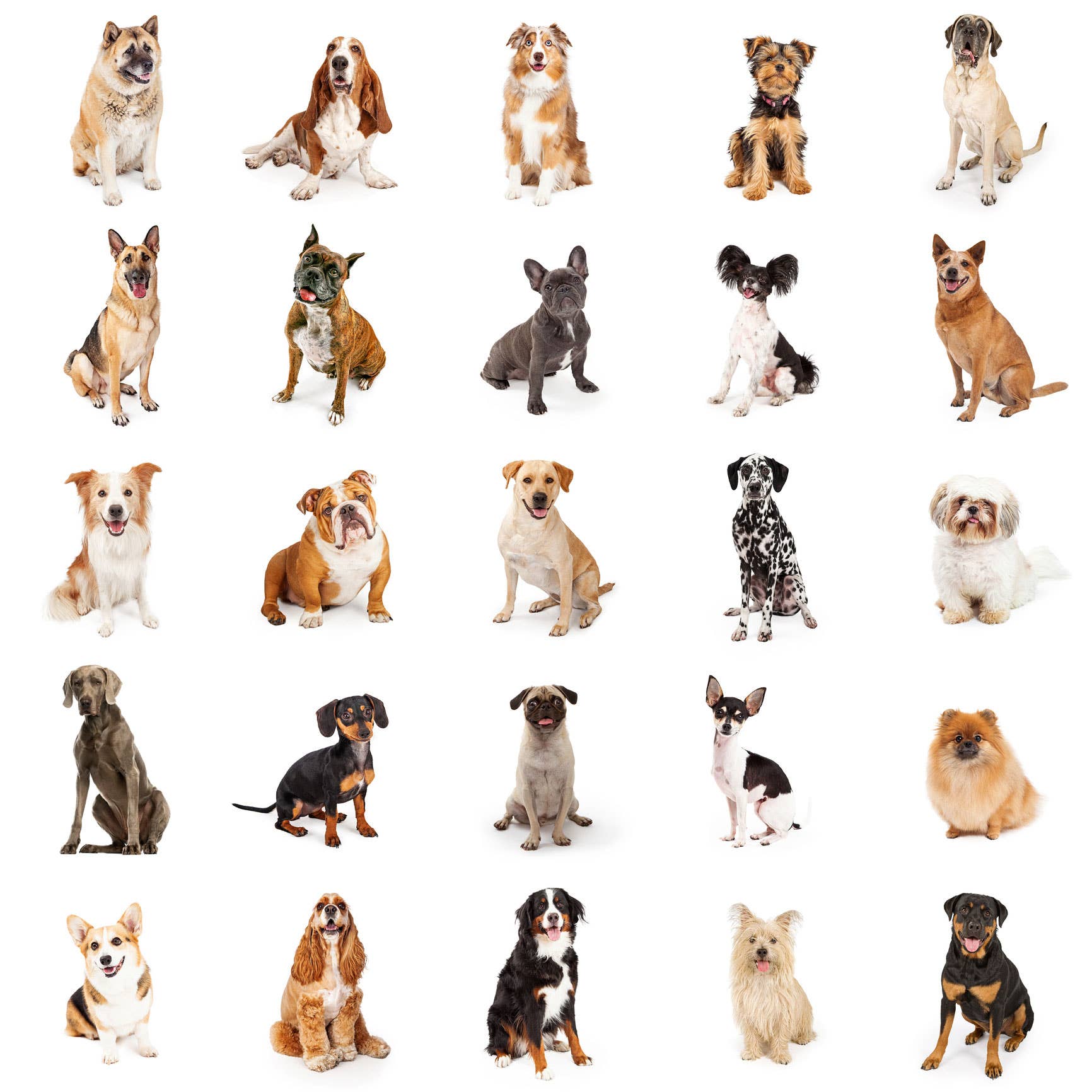 find a dog breed