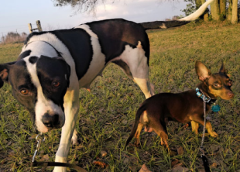 fur ever paws dog rescue photos