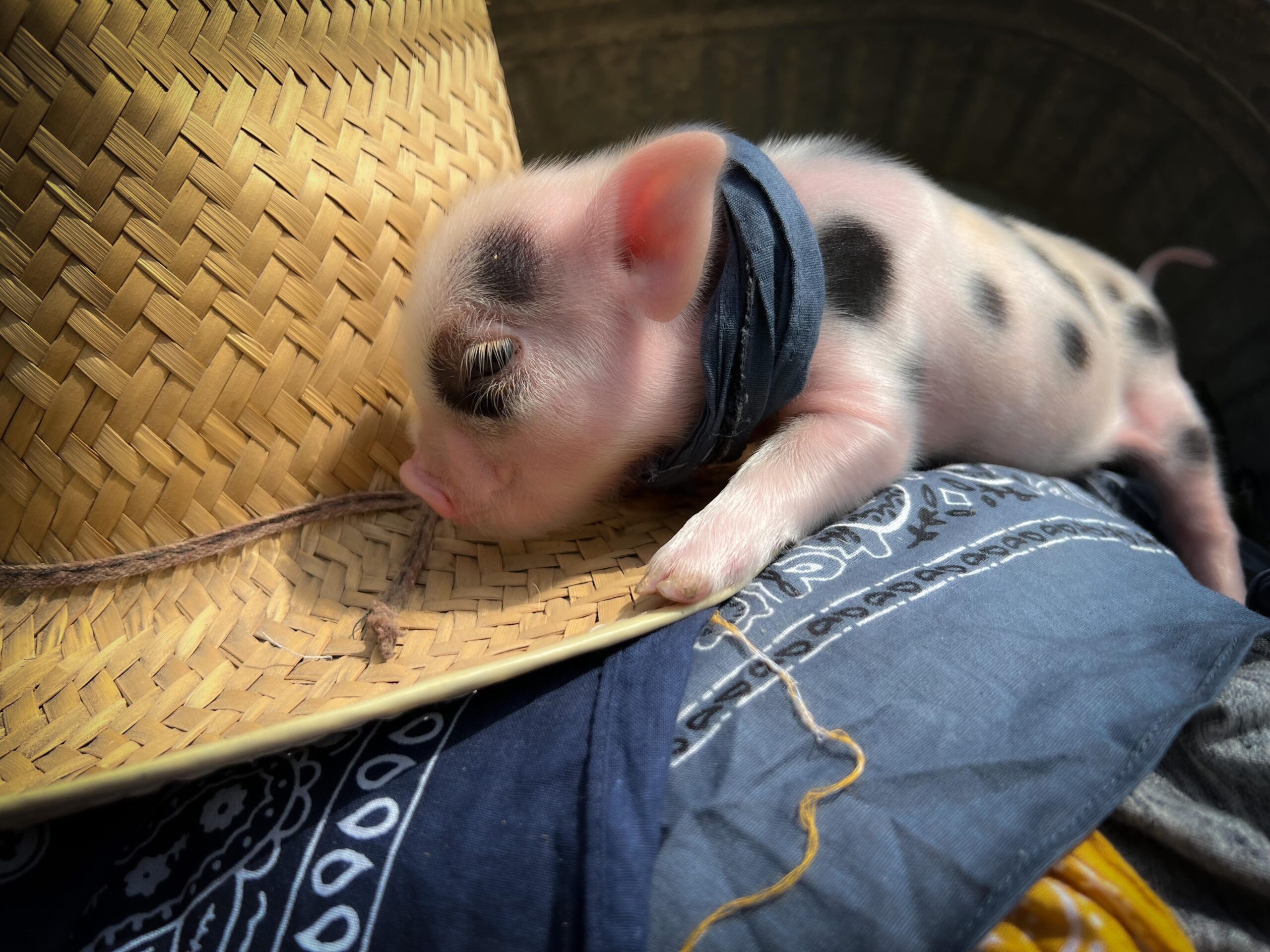 where to find teacup pigs
