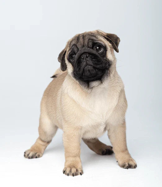 pug breed price in india