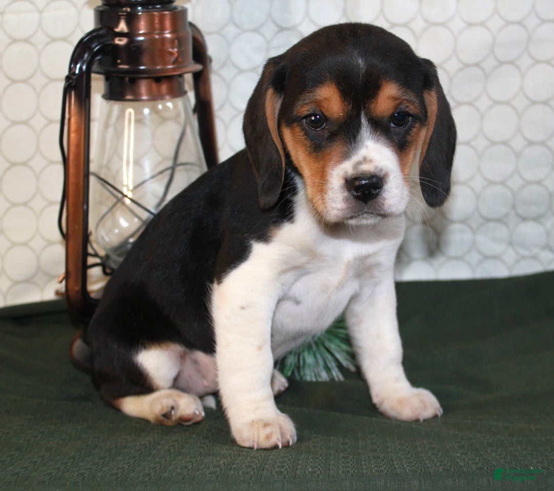 beagle puppies for sale in pa