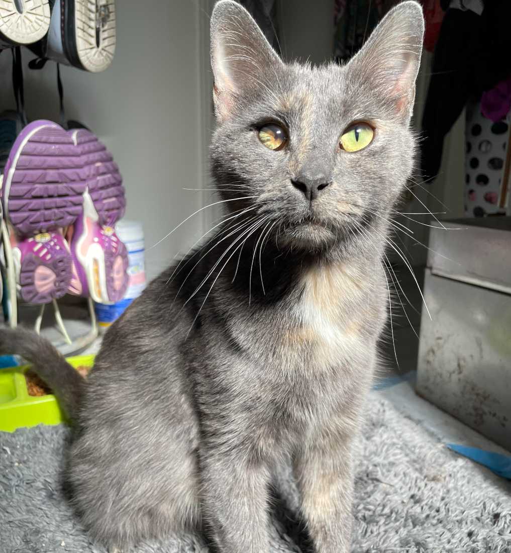 dilute tortoiseshell kittens for sale