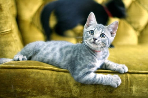 kitten adoption philadelphia pa