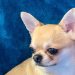 chihuahua breeders in nj