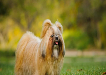 shih tzu breeders in new england