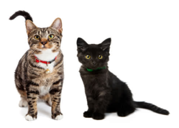 adoption services ct