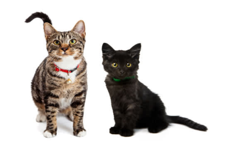 adoption services ct