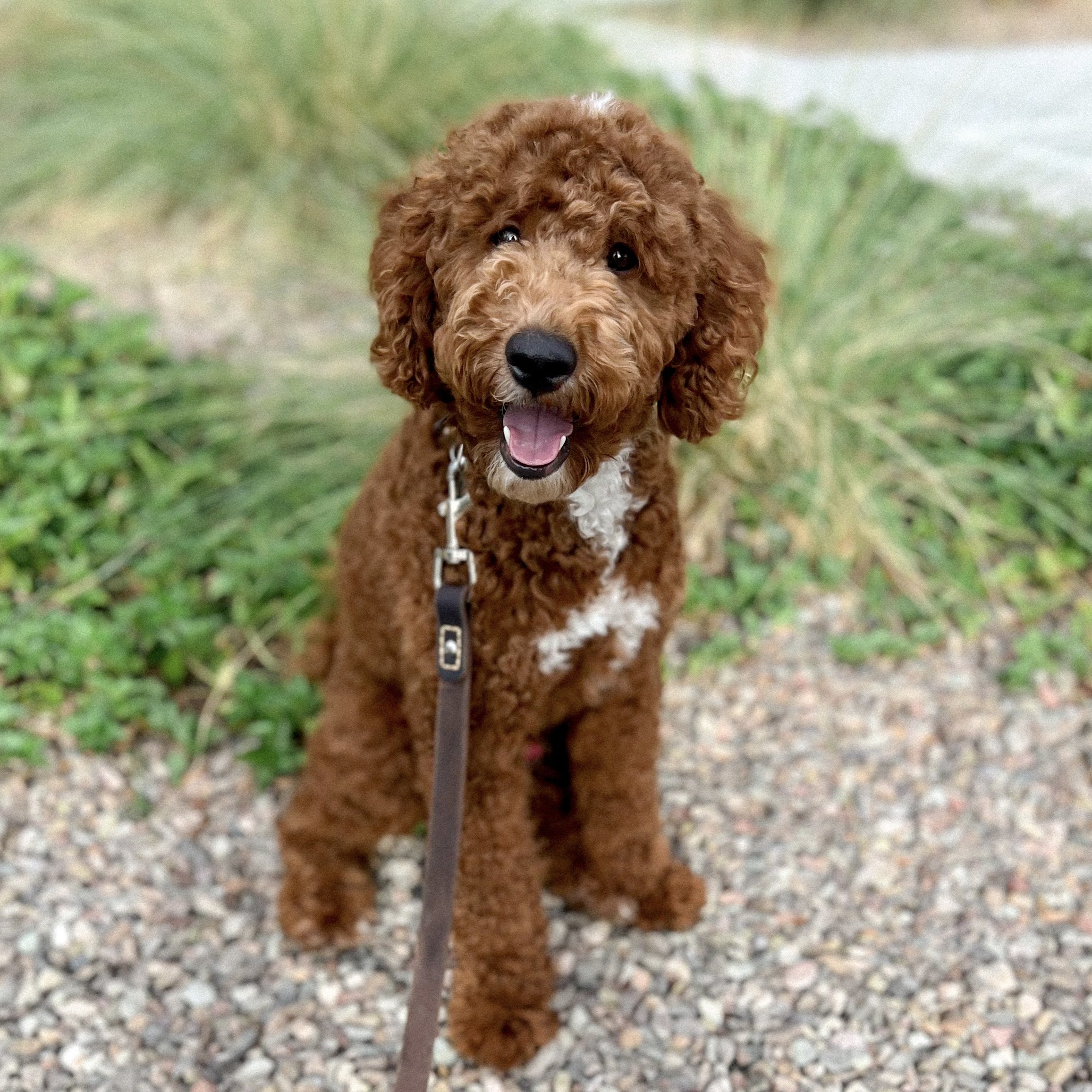 goldendoodle rescue az