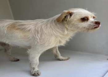 jack russell terriers for adoption near me