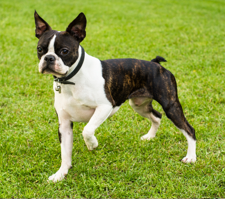 boston terrier puppies for sale near me under $300