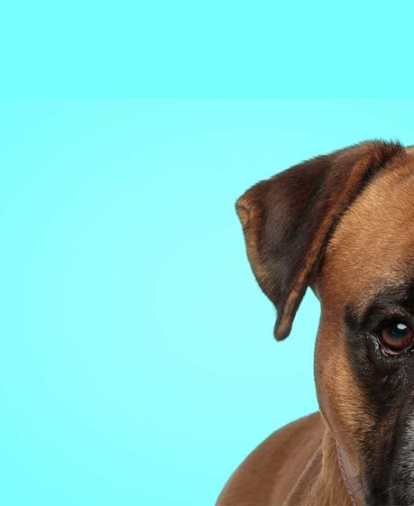 boxer rescue new mexico