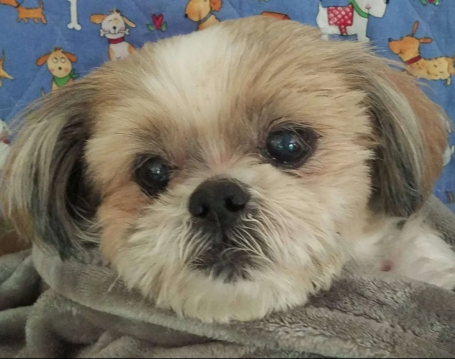 shih tzu rescue florida