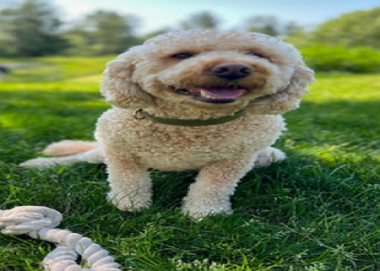 mini goldendoodle washington state