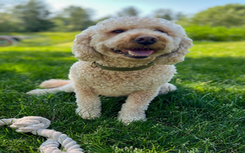 mini goldendoodle washington state