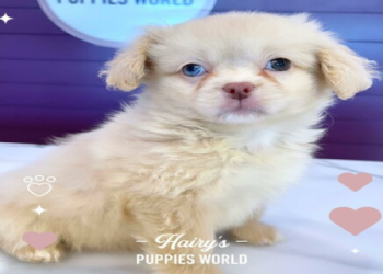 puppy store florida