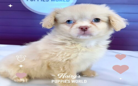 puppy store florida