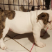 english bulldog puppies for sale in ky