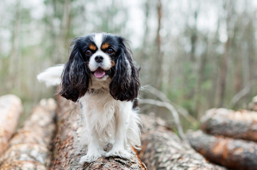cavalier king charles spaniel rescue usa