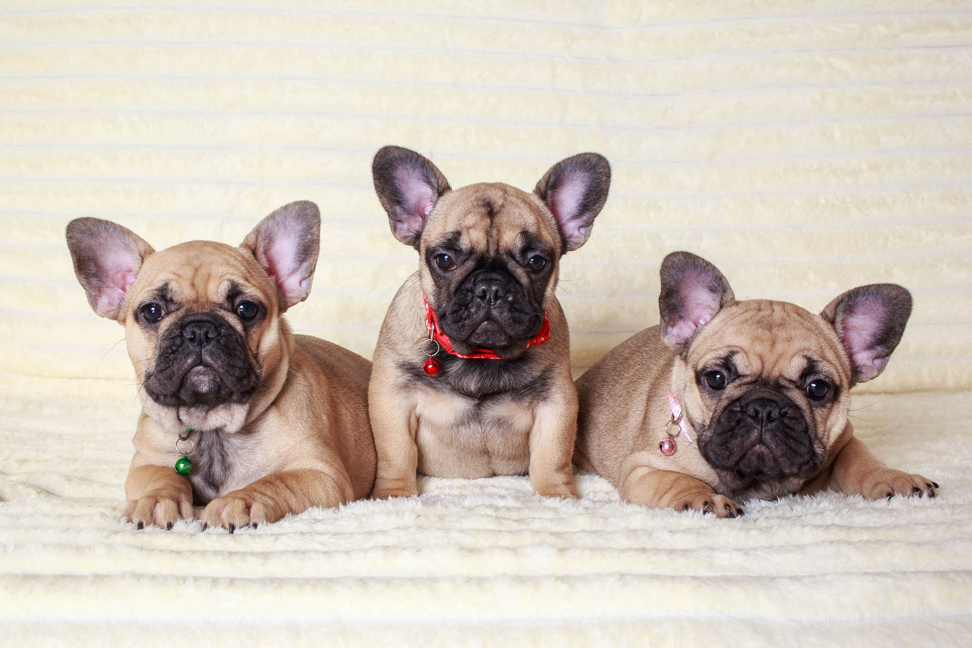french bulldog puppies for sale indiana
