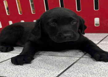 purebred puppies for sale near me