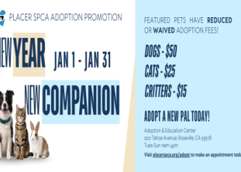 where do you buy dogs