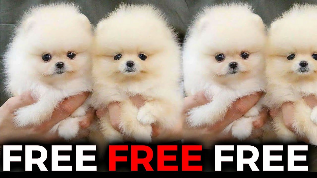 free pomeranian puppies near me