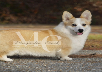 corgi puppies for sale washington