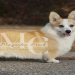 corgi puppies for sale washington