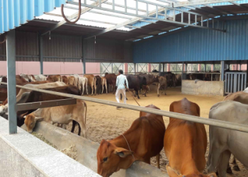 pet shelters in delhi