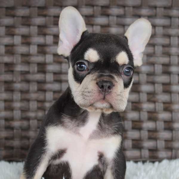 french bulldog puppies for sale indiana