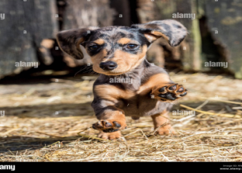 dachshund adoption near me