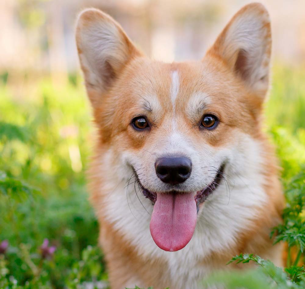 welsh corgi rescue michigan