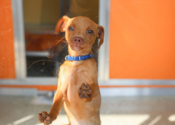 banks county animal shelter