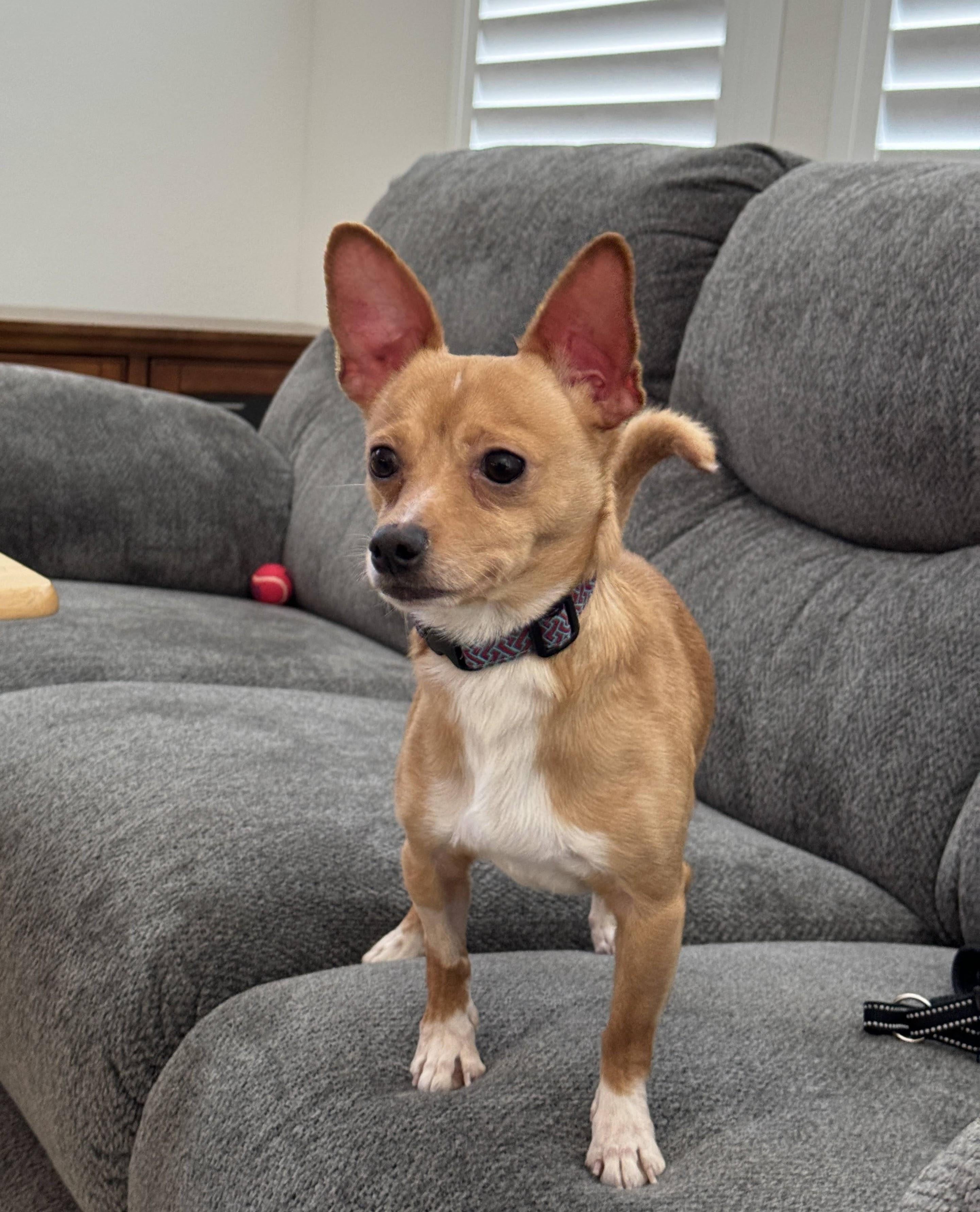 chihuahua x jack russell terrier
