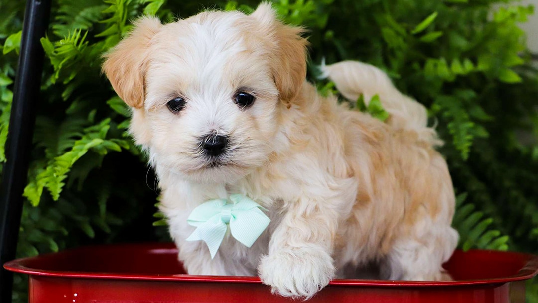 female maltipoo for sale
