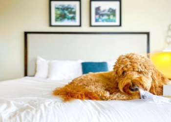 dog friendly hotels bluffton sc